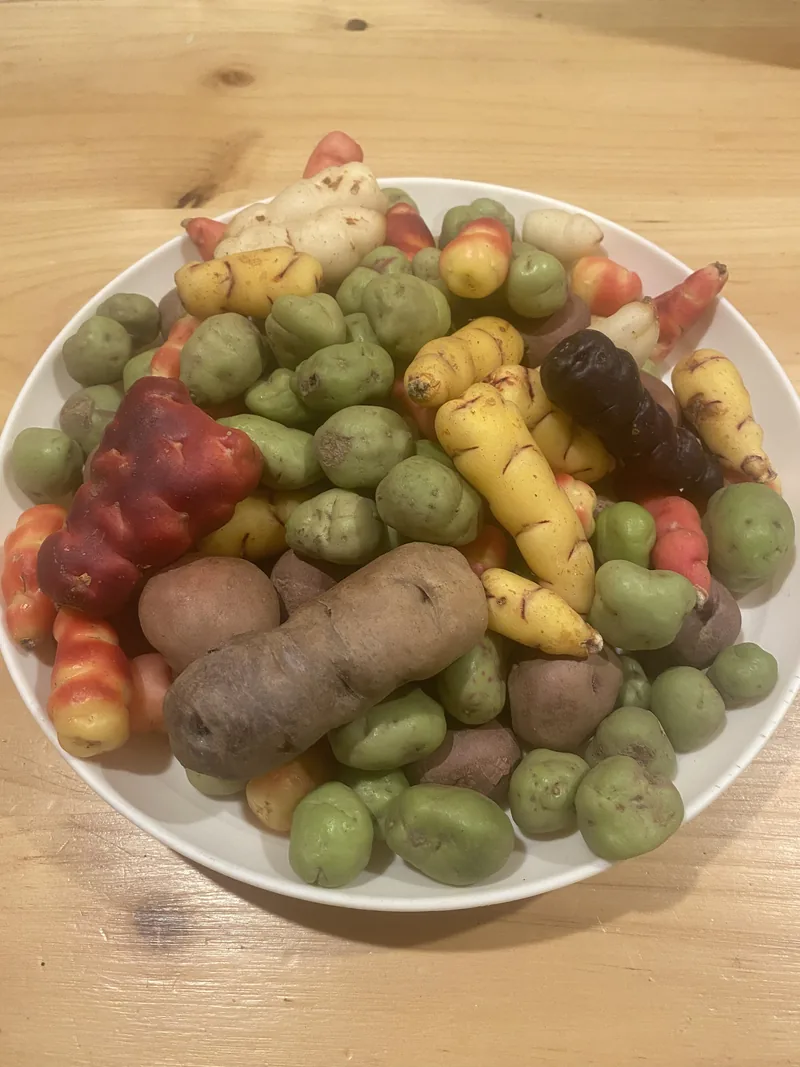 Raíces andinas variadas: ocas amarillas, rojas y blancas, papas nativas moradas y marrones, y ullucos verdes en un plato
