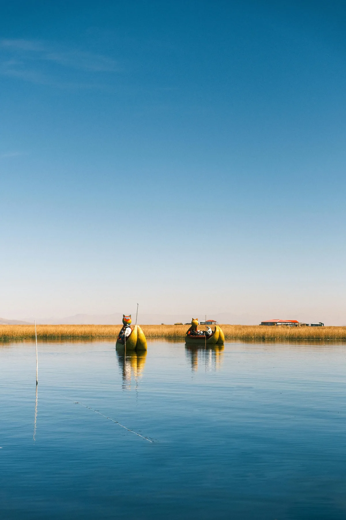 Botes de totora con forma de puma navegando las aguas del Lago Titicaca en Perú, entre la densa vegetación dorada
