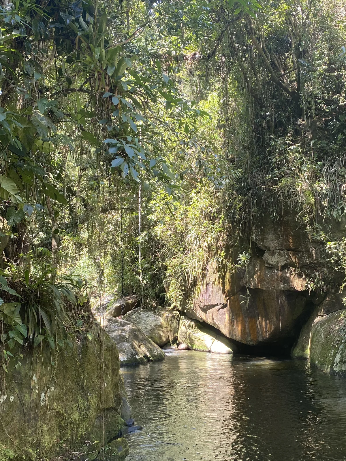 Arroyo de aguas claras rodeado de densa vegetación tropical y rocas musgosas bajo la luz del sol