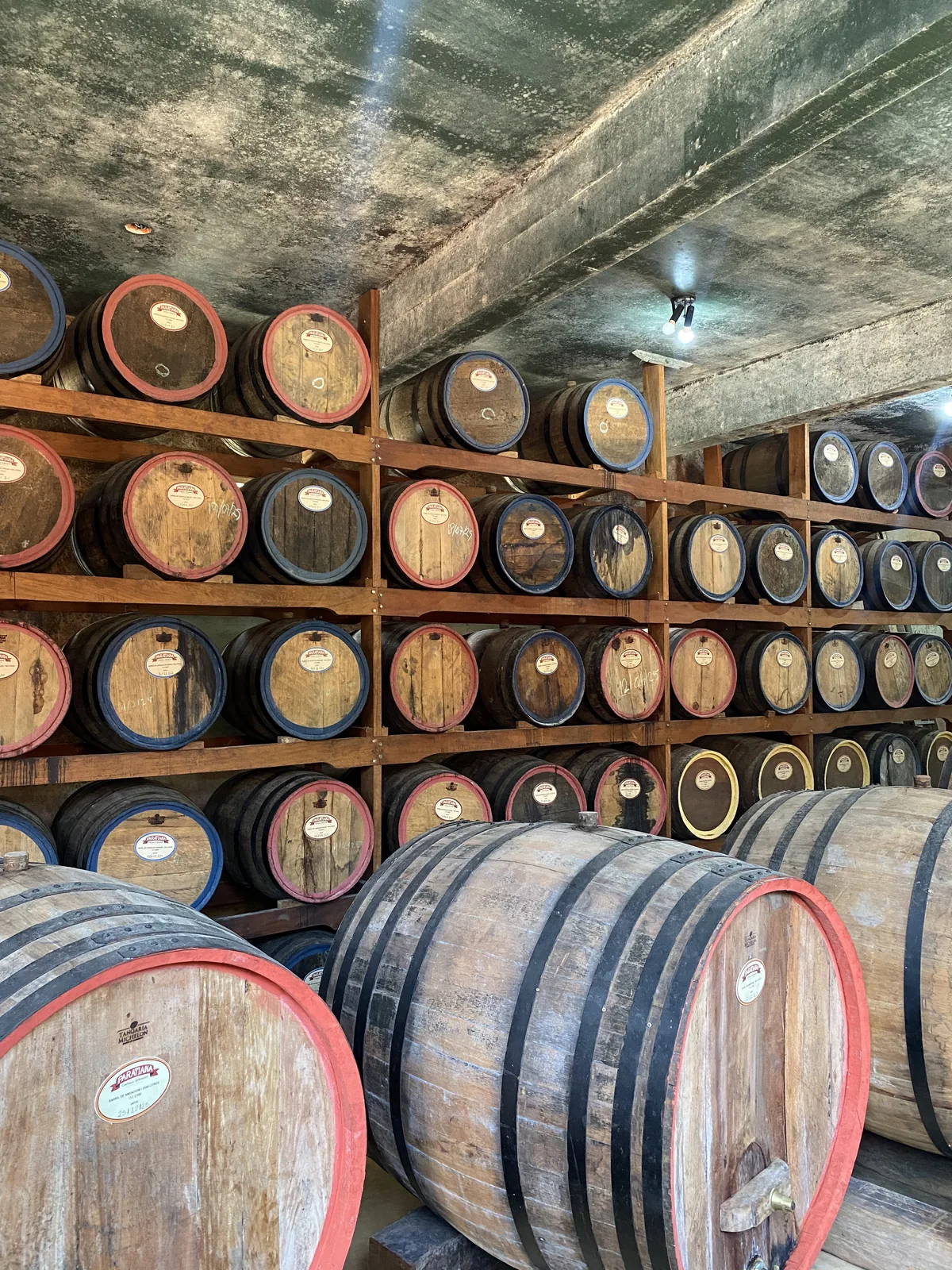 Bodega tradicional con filas de barriles de madera añejando, algunos con aros rojos y azules en sus extremos