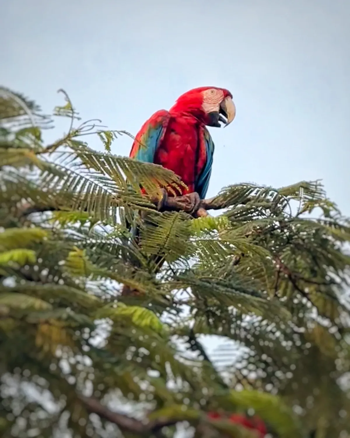 Guacamayo rojo posado en un arbol en Bonito