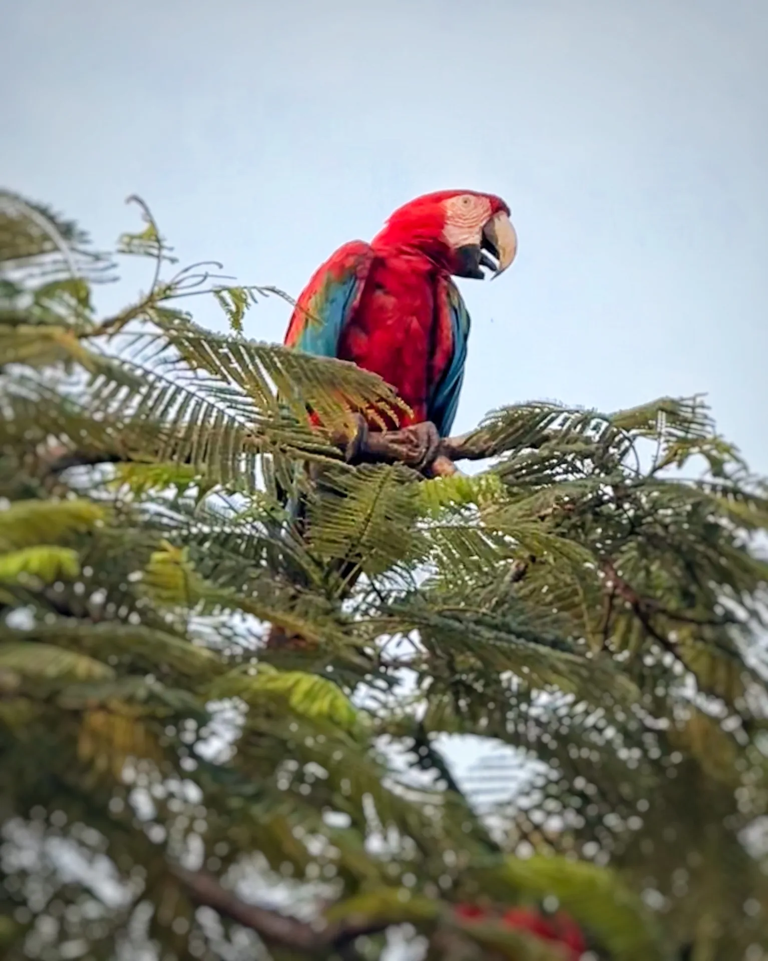 Guacamayo rojo posado en un arbol en Bonito