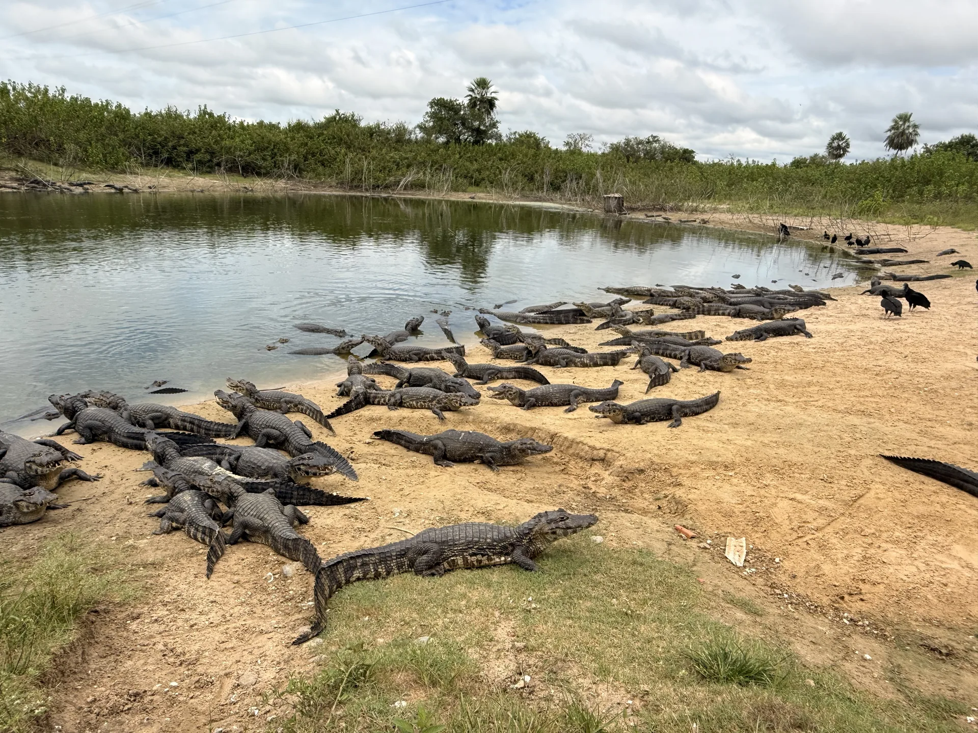 Muchos jacarés en un lago en la zona de Bonito, Brasil