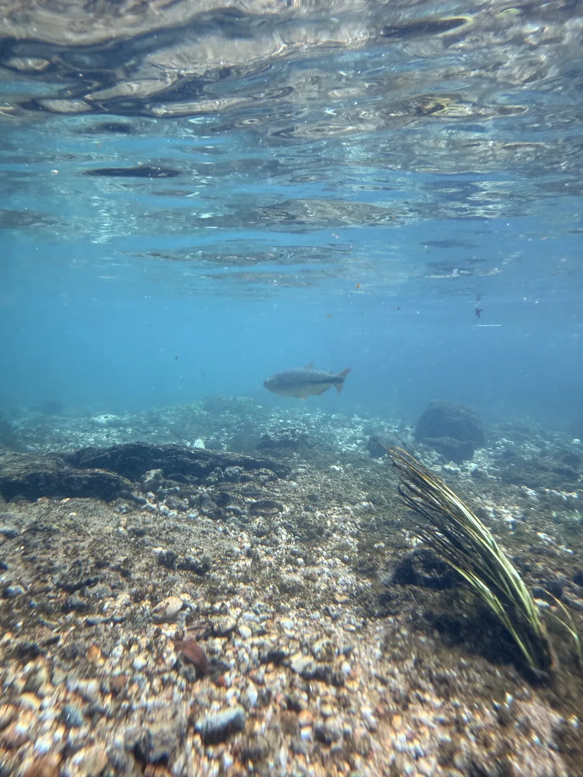 Peces en el Rio Sucuri, en Bonito, Brasil
