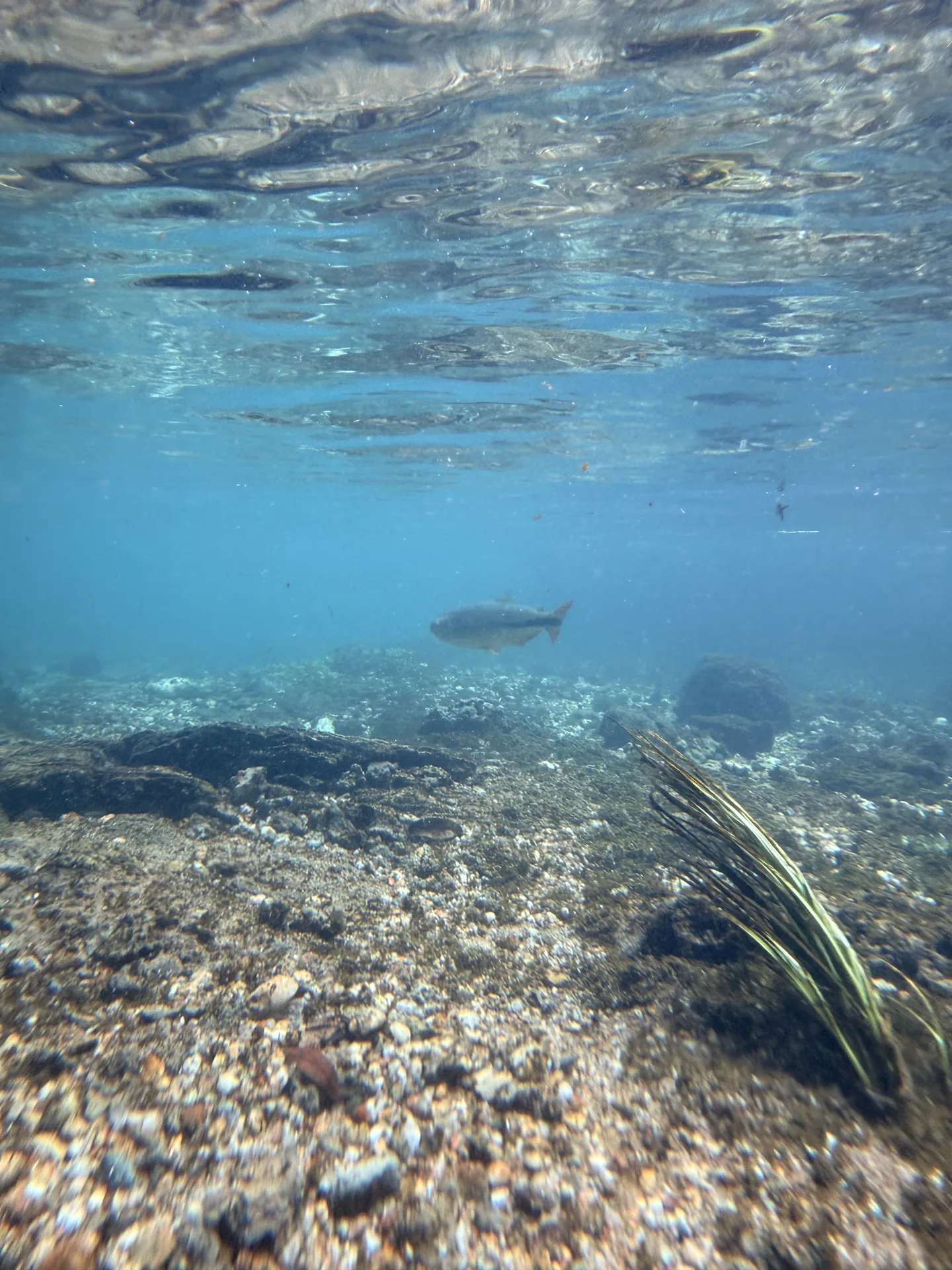 Peces en el Rio Sucuri, en Bonito, Brasil