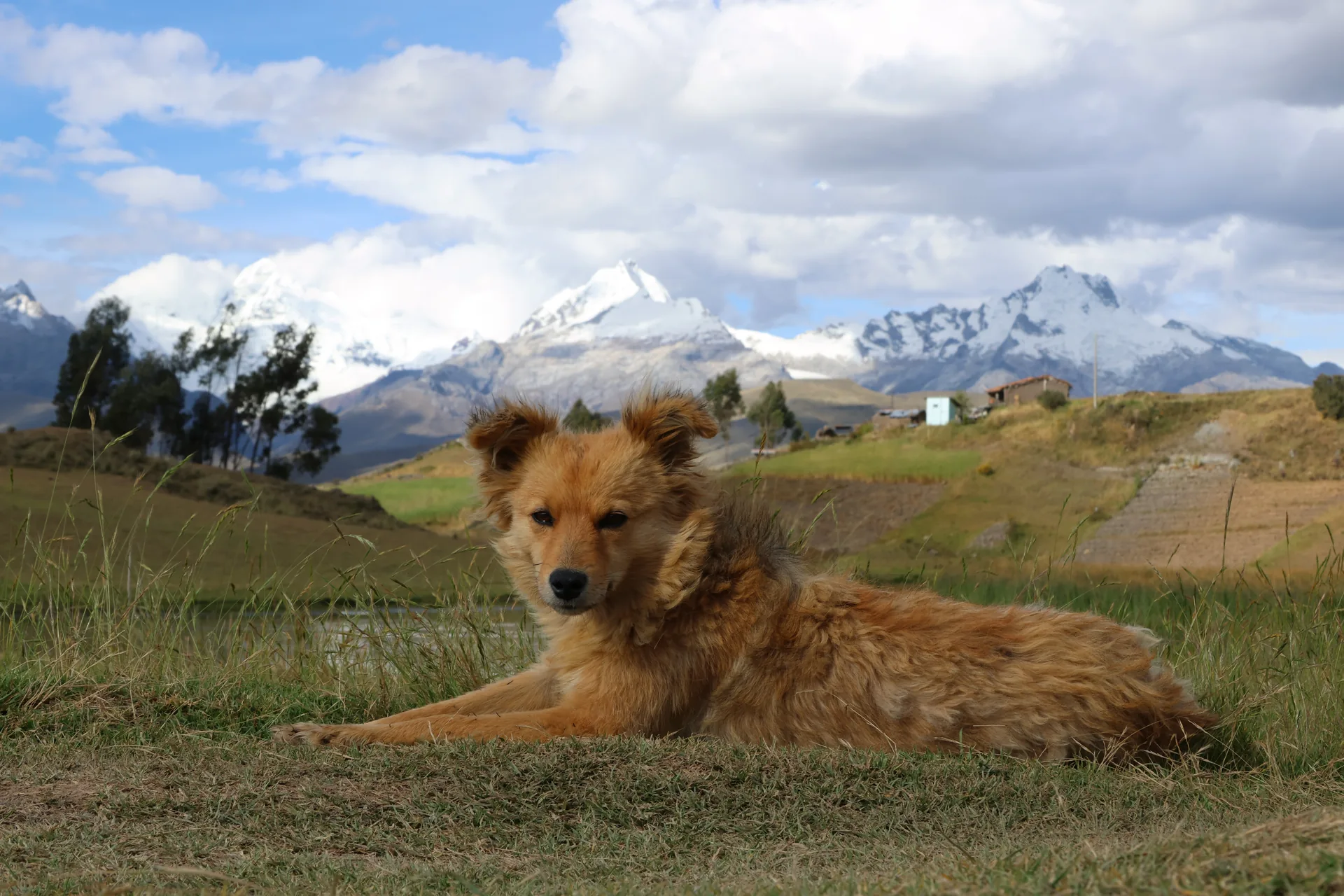 Perro con el pelo marron en un campo verde con montañas nevadas de fondo