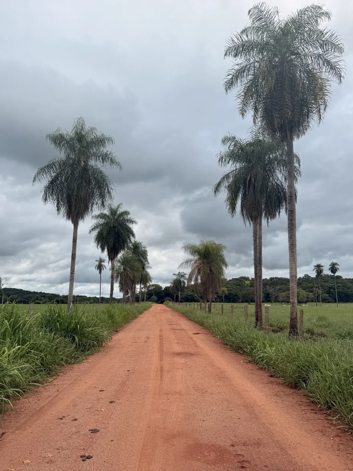 Uno de los caminos que llevan hasta el Rio Sucuri, en Bonito, Brasil