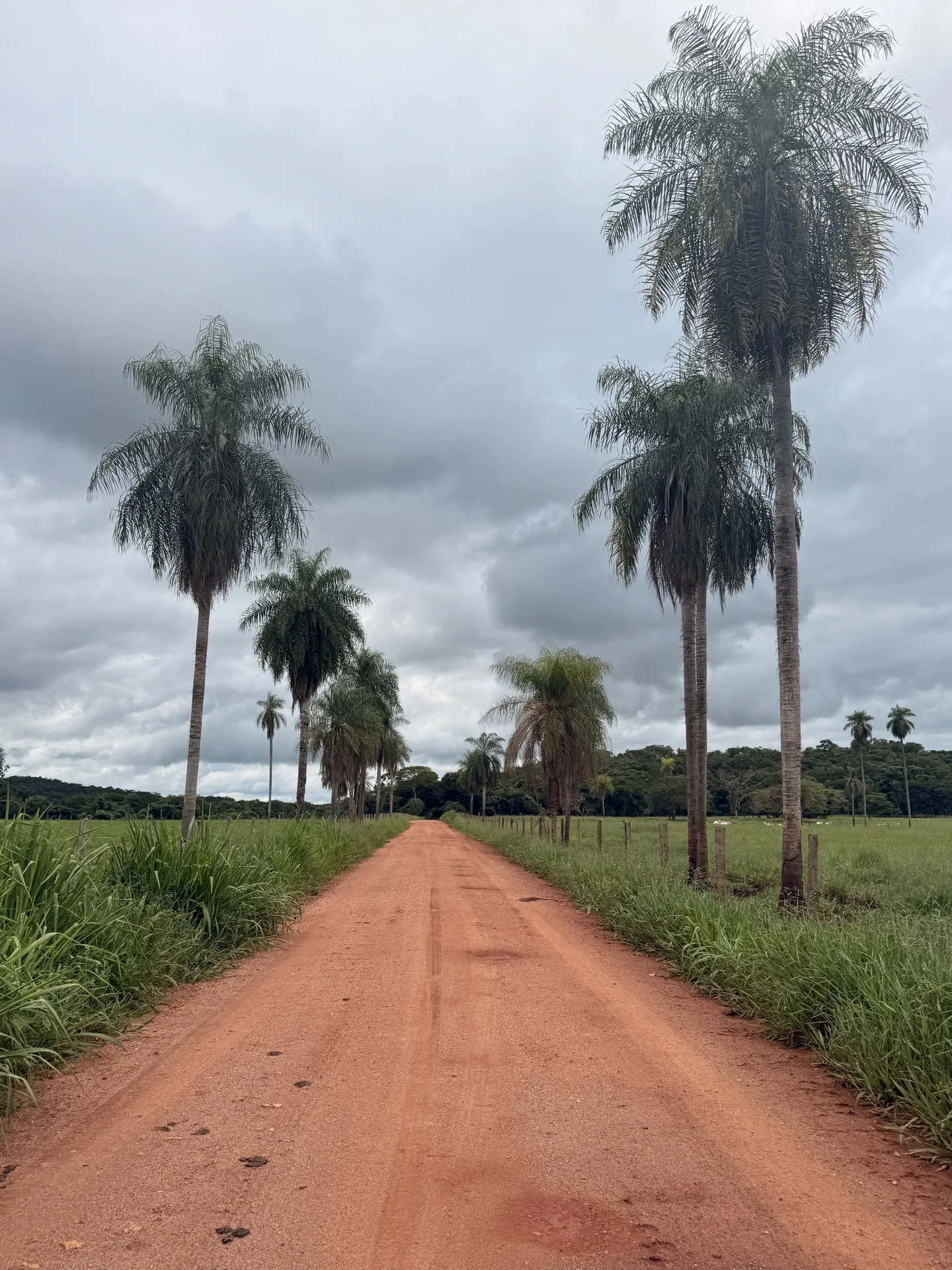 Uno de los caminos que llevan hasta el Rio Sucuri, en Bonito, Brasil