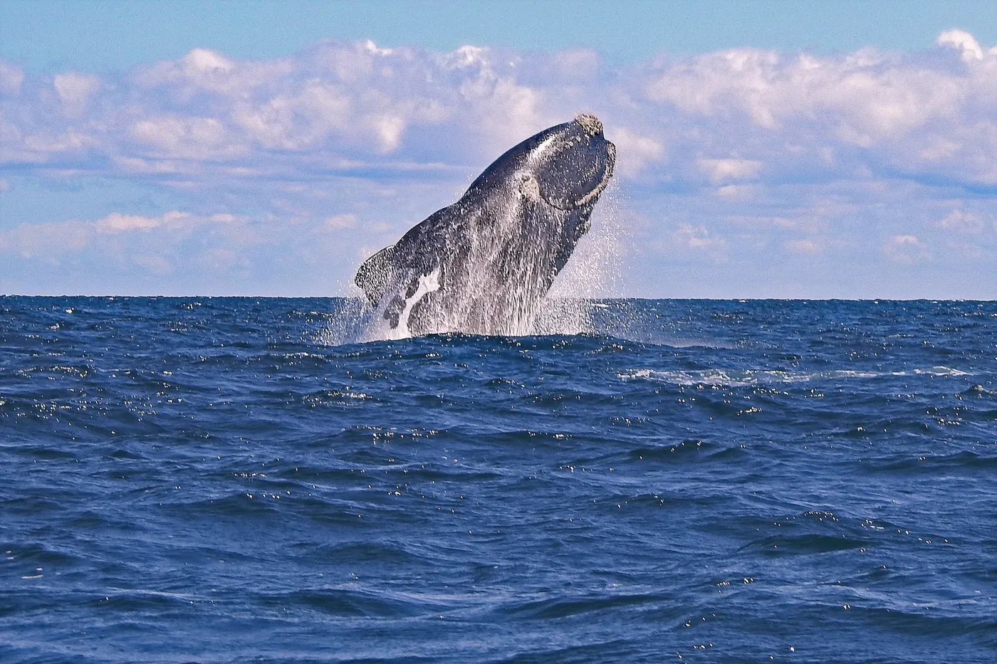 Ballena franca austral