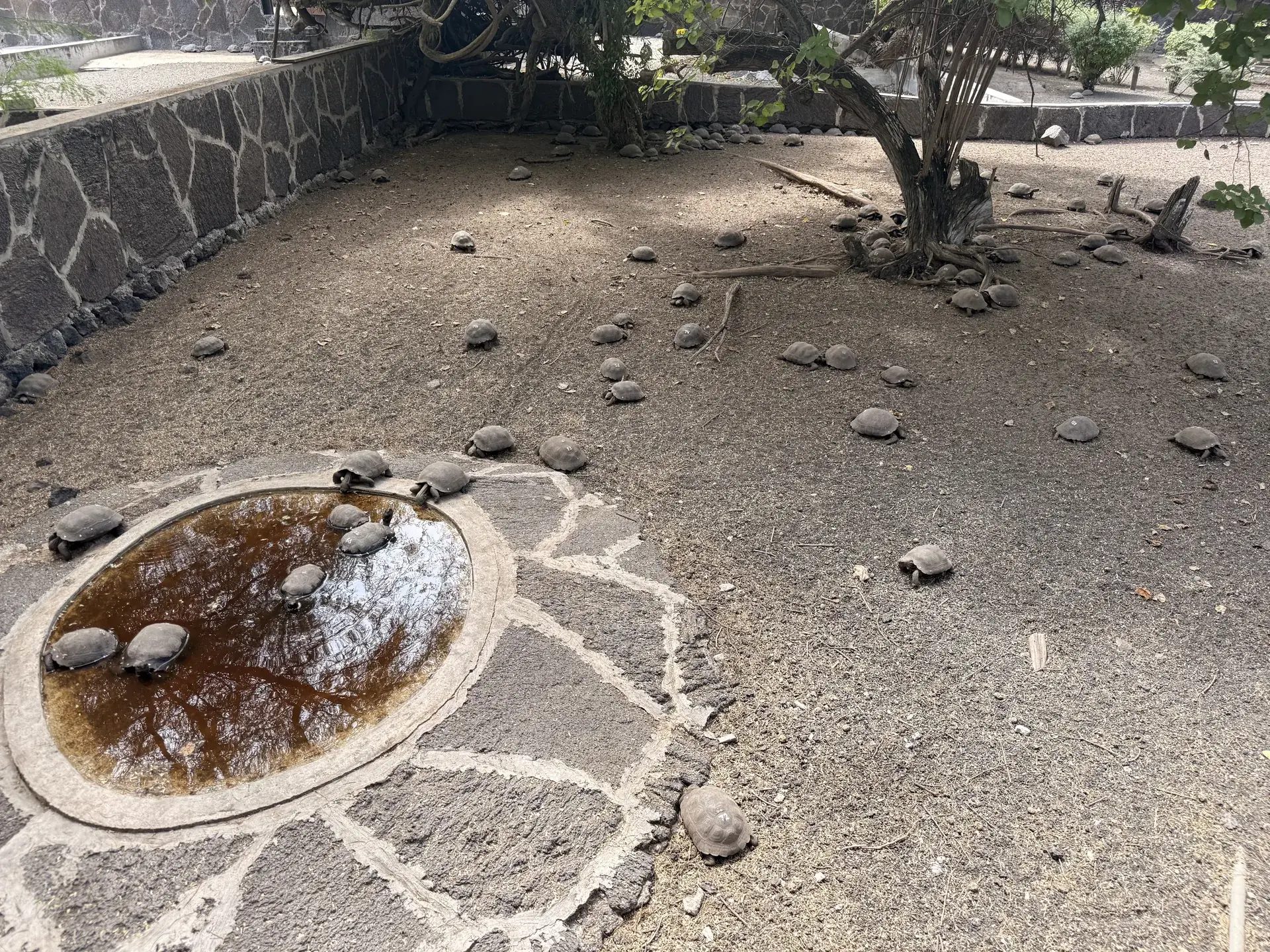 Centro de crianza Arnaldo Tupiza, Galápagos