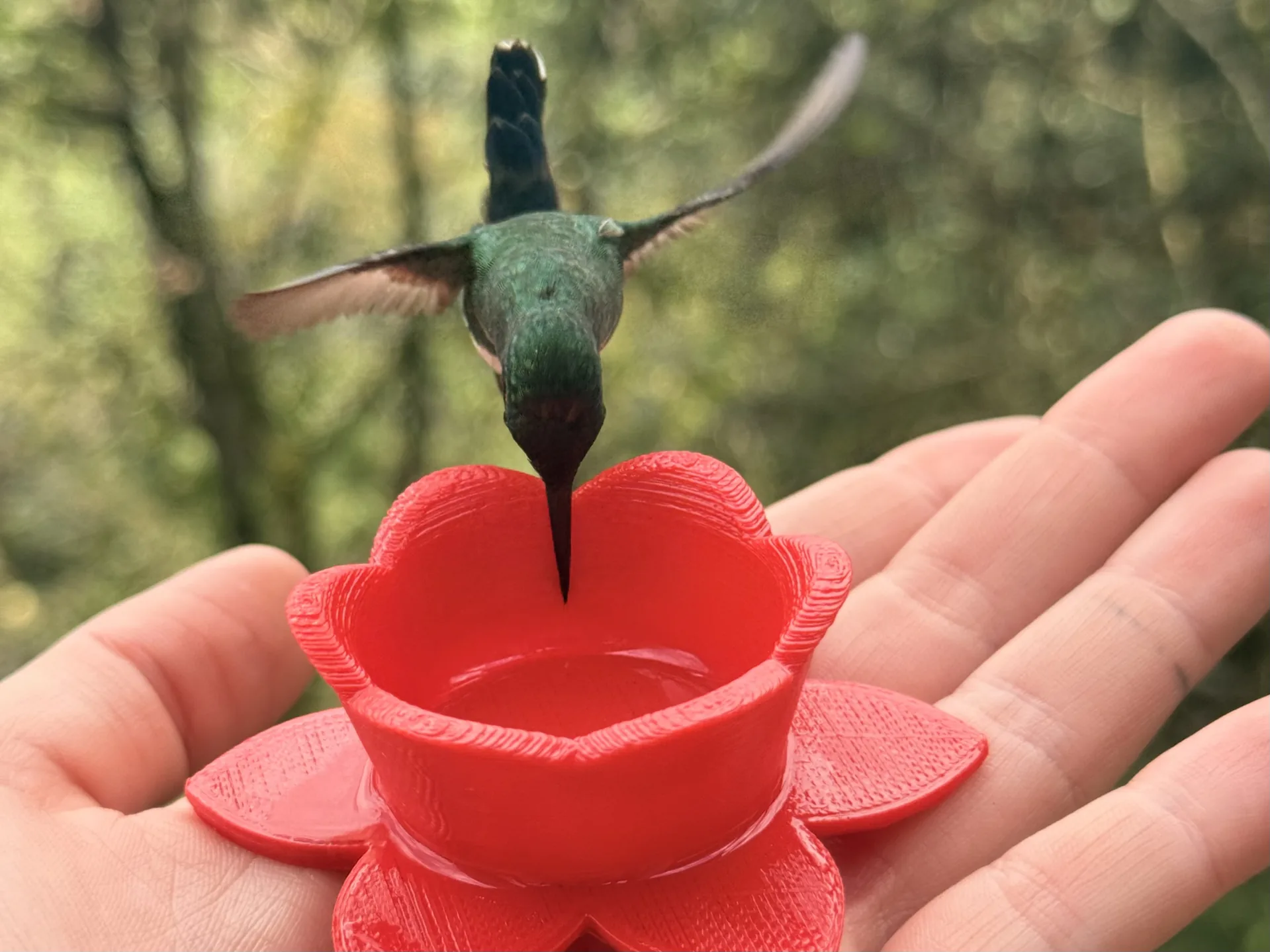 Colibrí silvestre bebiendo de la mano de una persona