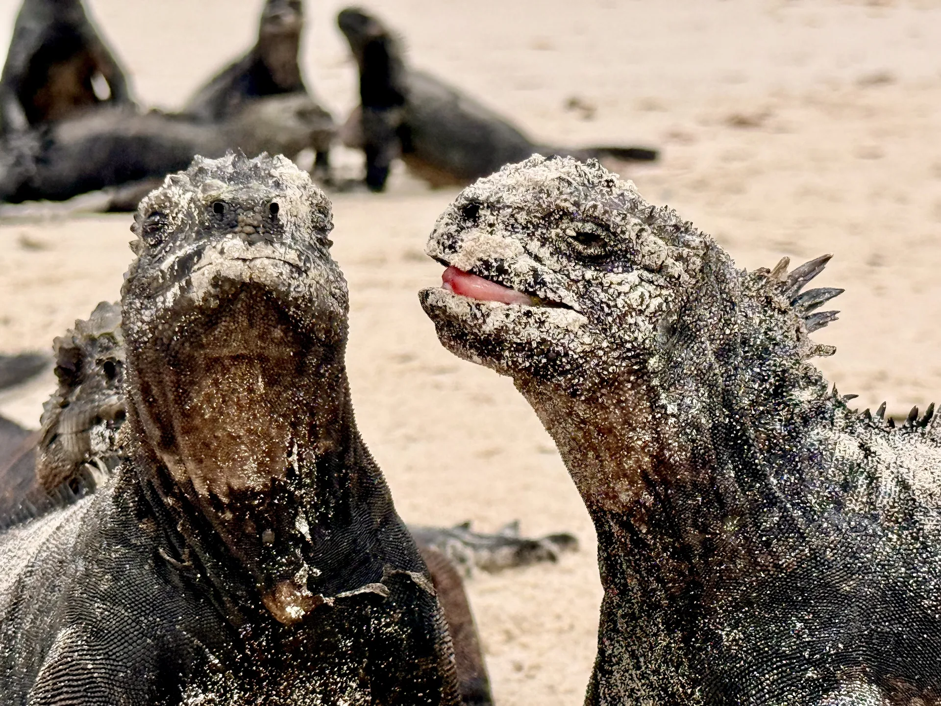 Dos iguanas marinas en la playa de Galapagos