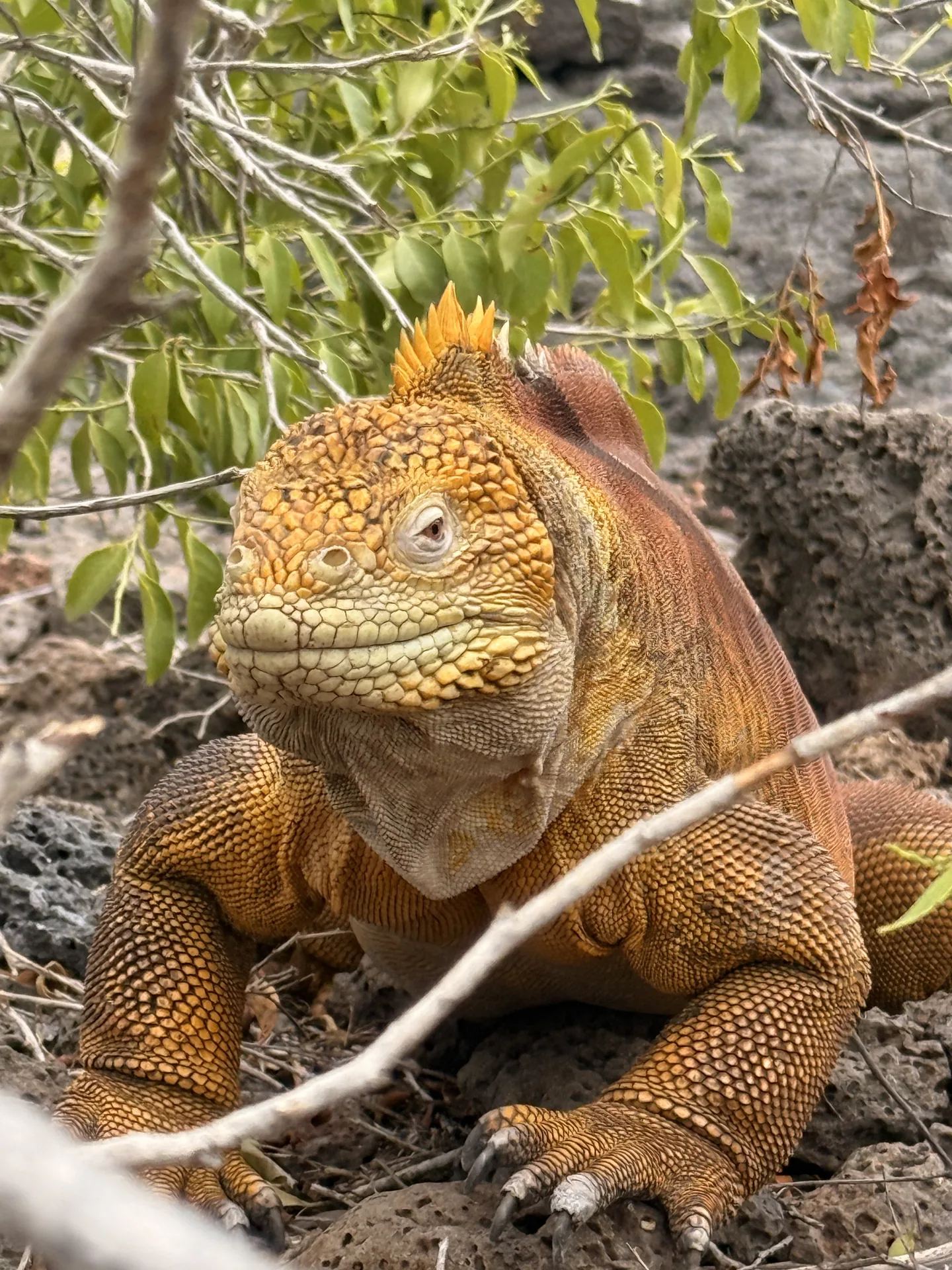 iguana marina amarilla de la isla de Baltra, Galapagos