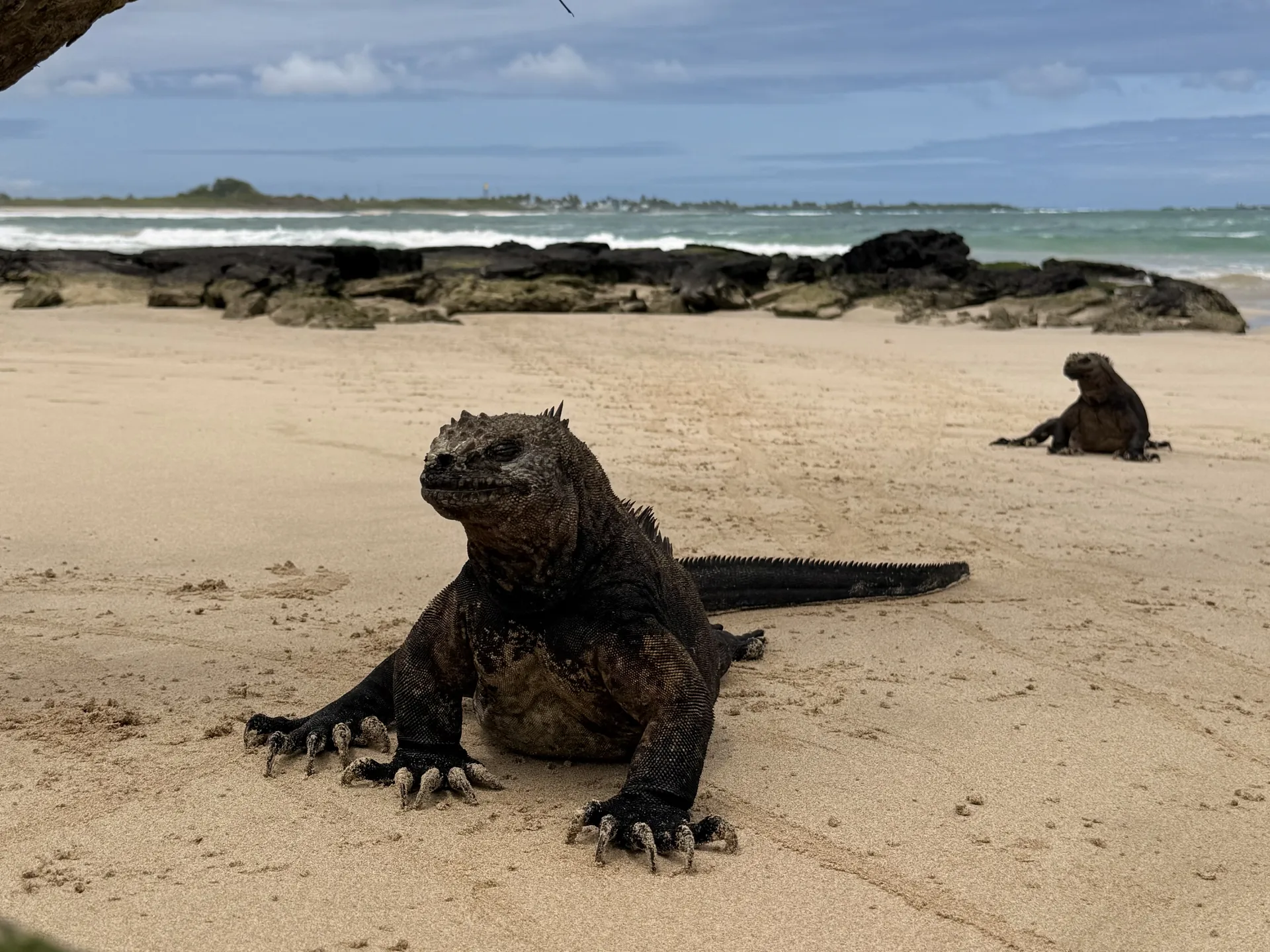 Iguanas marinas en la arena en Galápagos
