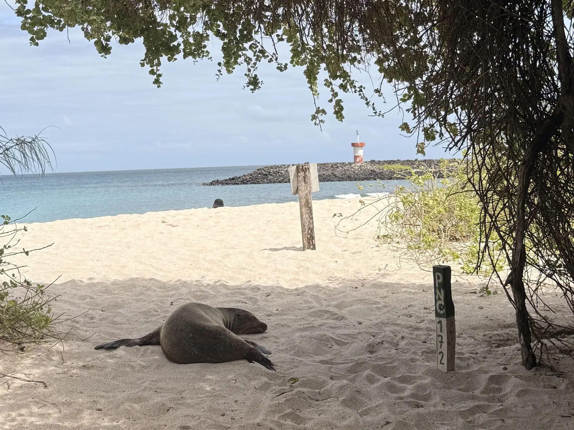 Leon dormido en playa carola, Galápagos