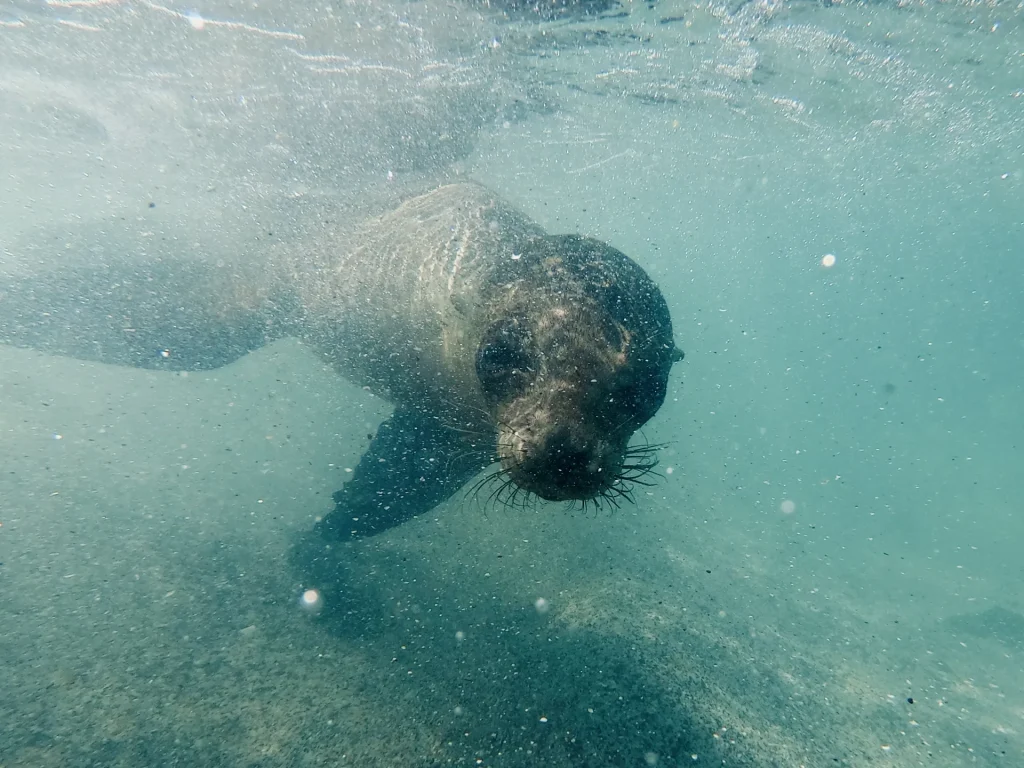 Lobo marino bajo el agua en Galápagos