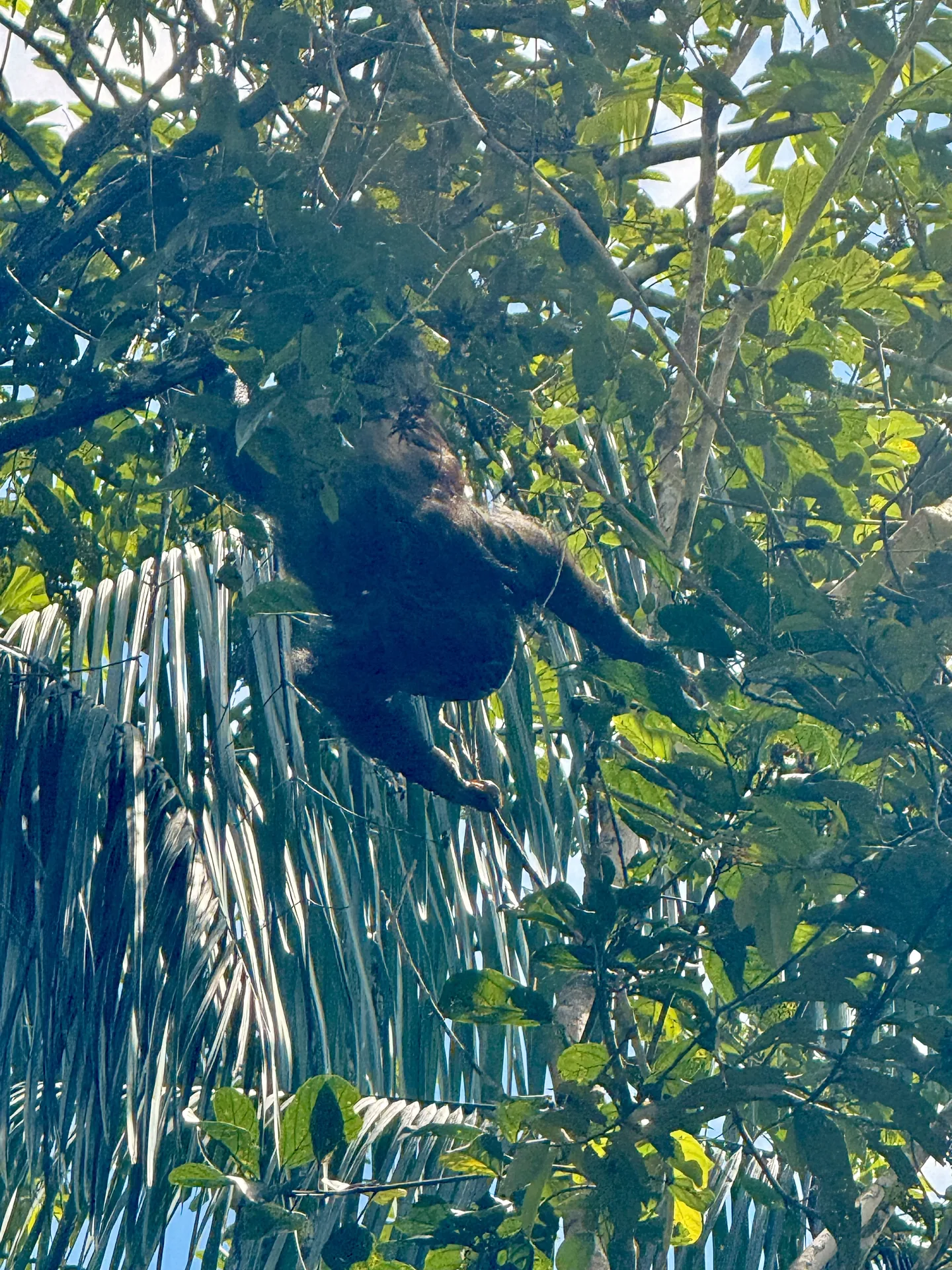 mono perezoso colgado de un arbol