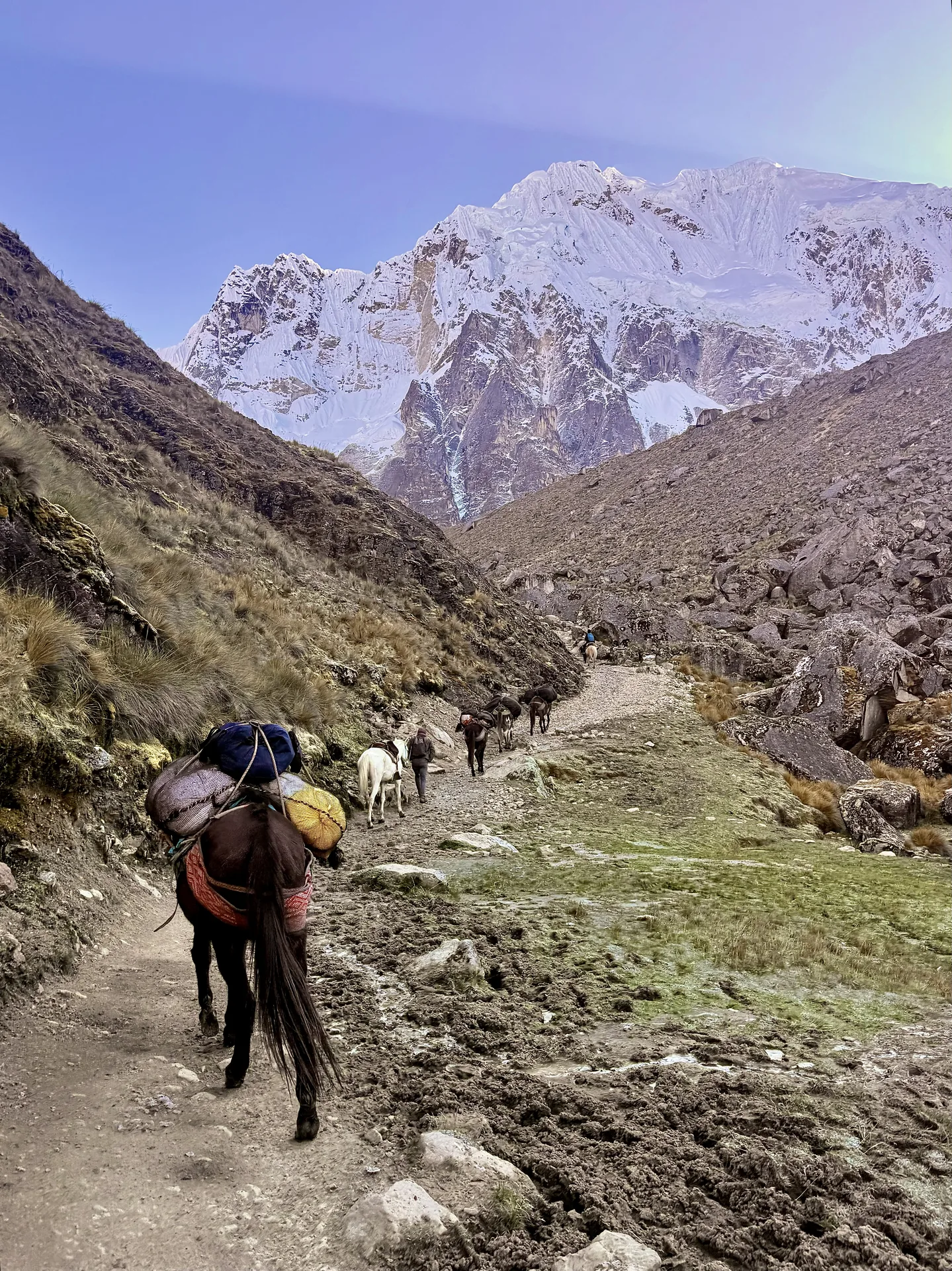 mulas cargando el equipaje en Salkantay Trek