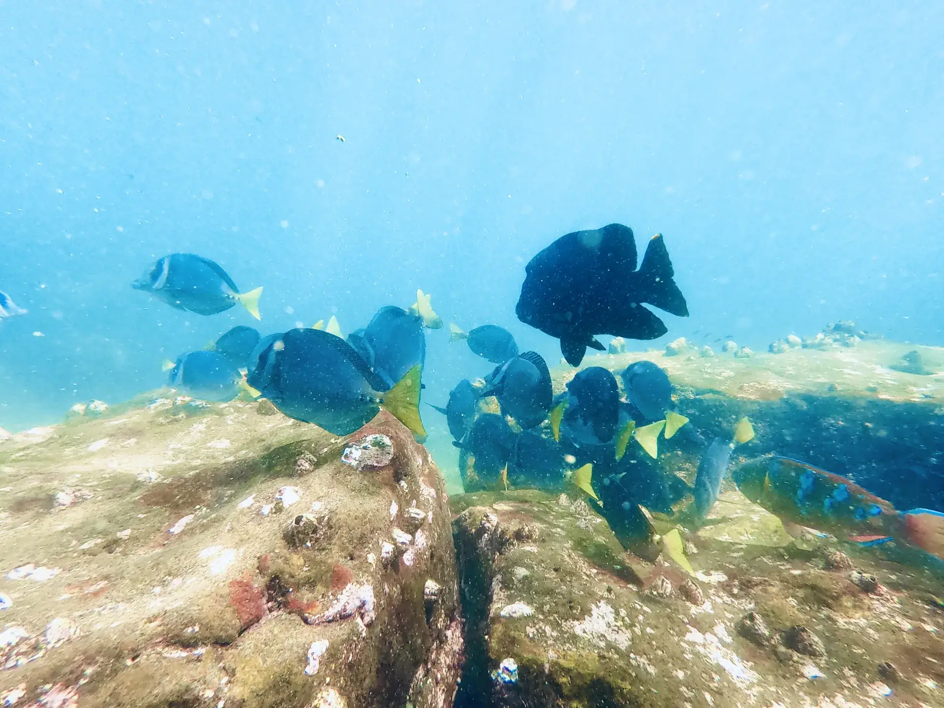 Peces de colores en Galápagos