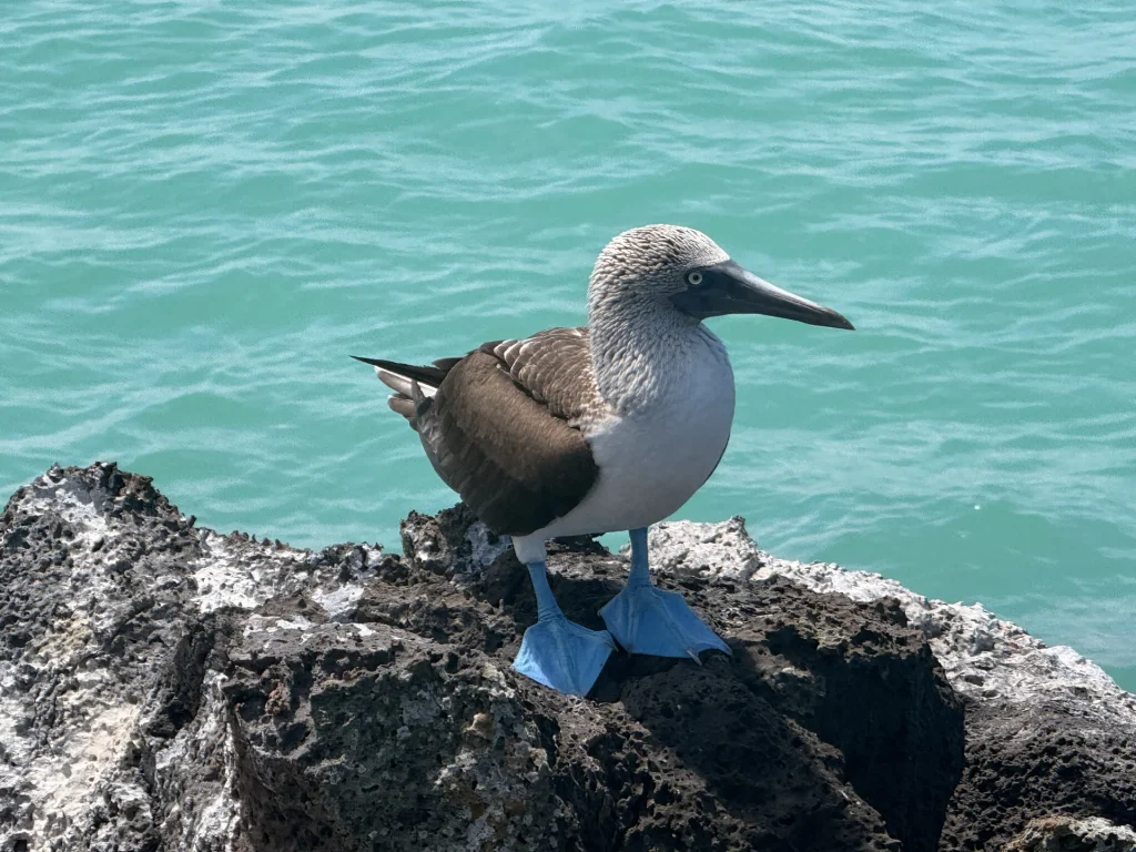 Piquero de patas azules en Galápagos