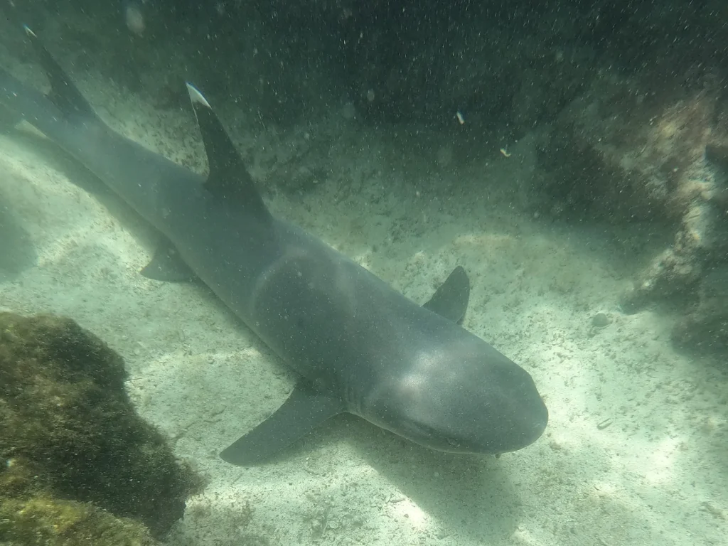 Tiburón de punta blanca en Galápagos