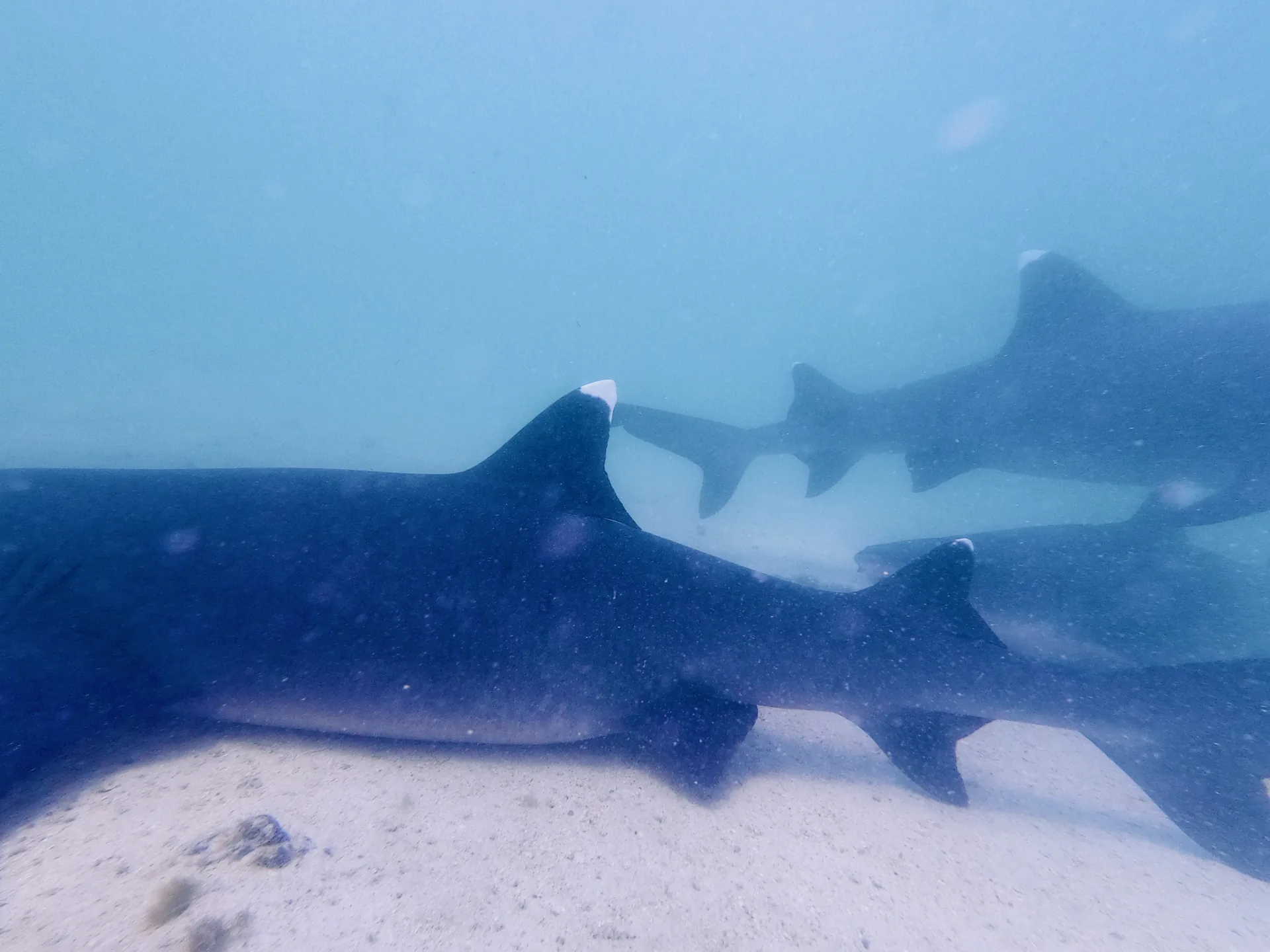 Tiburones de Punta Blanca en Isabela, Galápagos