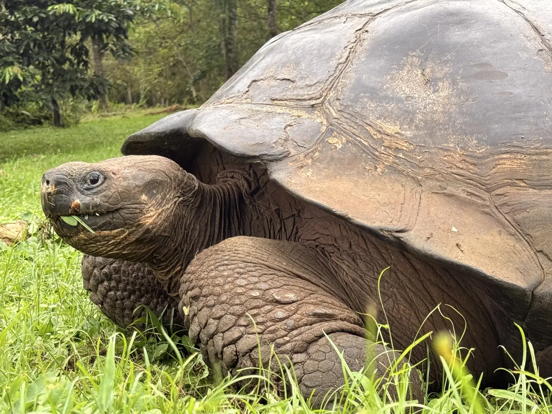 Tortuga gigante en Rancho Primicias, Galápagos