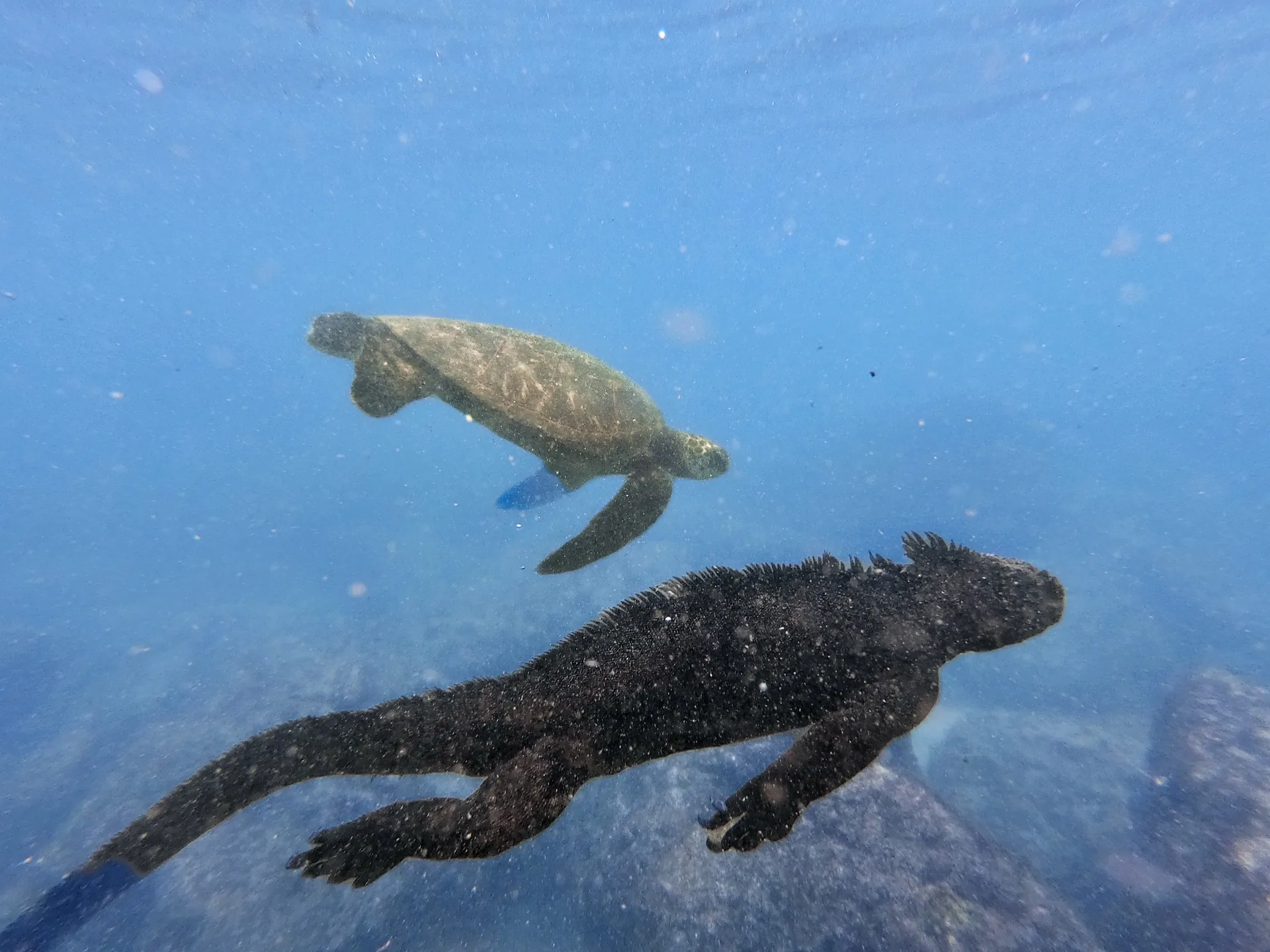 Tortuga marina e iguana marina nadando juntas en Galápagos