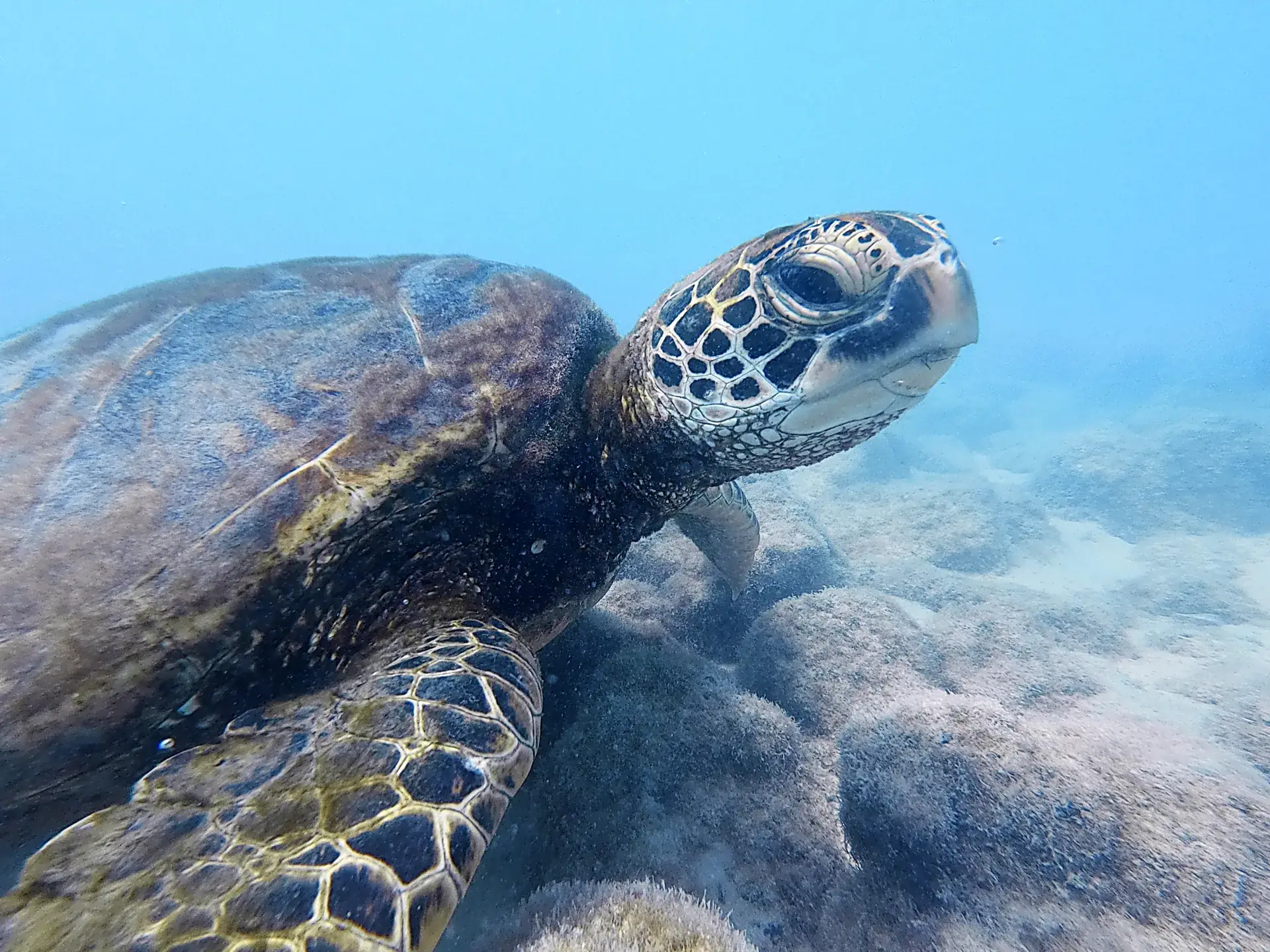 Tortuga marina en Galápagos