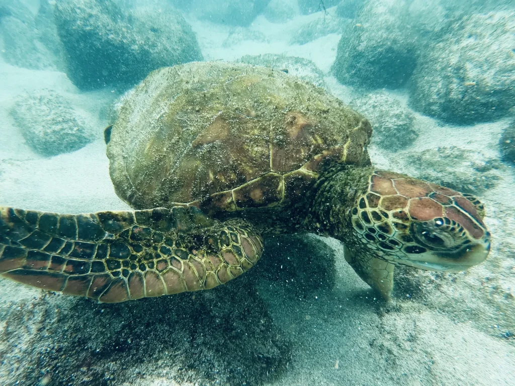Tortuga marina en Galápagos