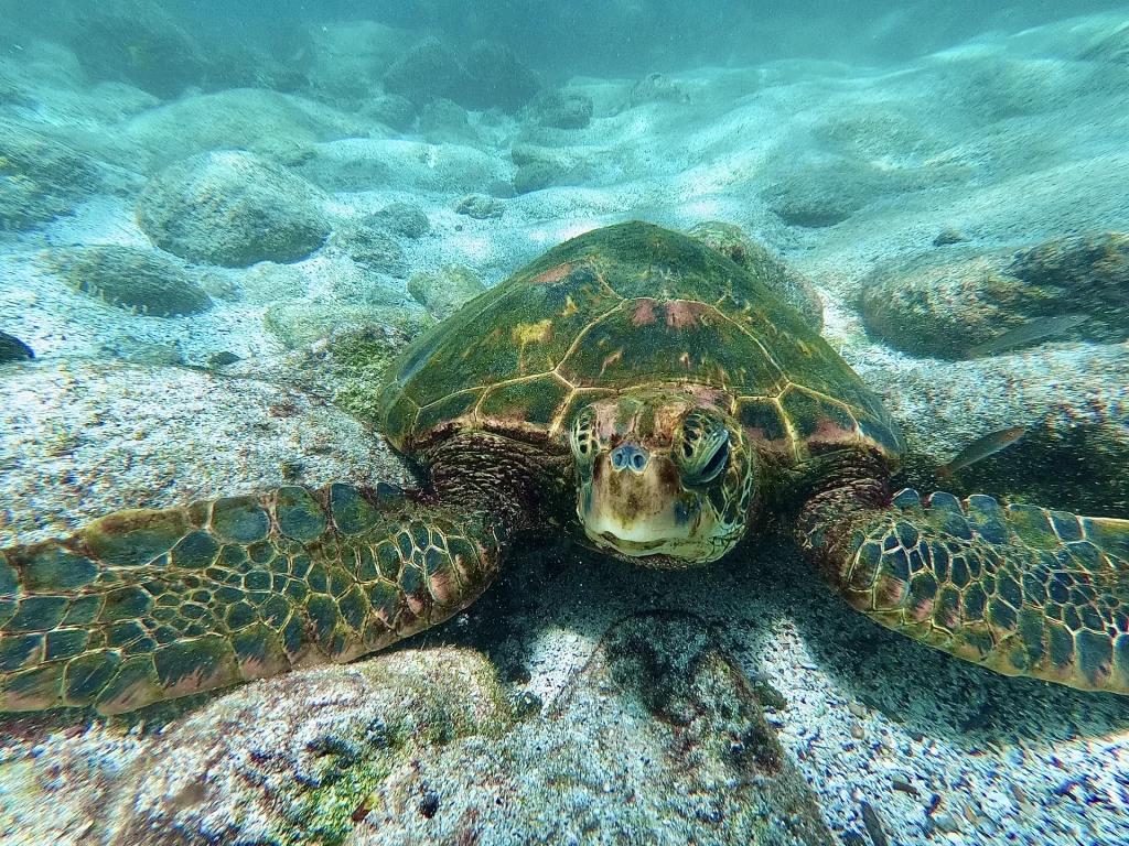 Tortuga marina en Galápagos