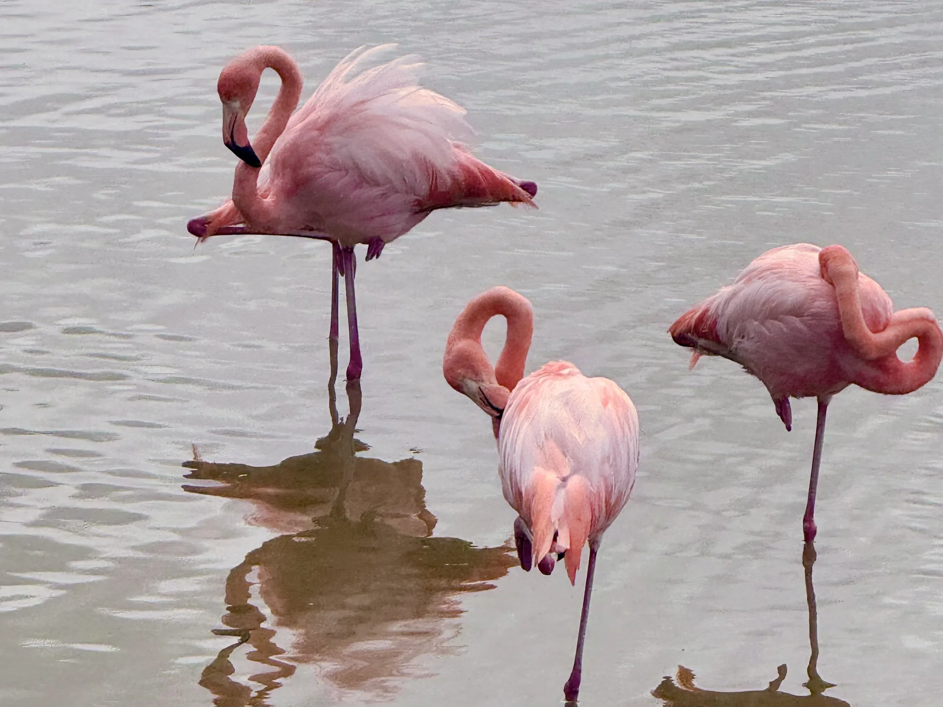 tres flamencos rosados en una poza en Galápagos