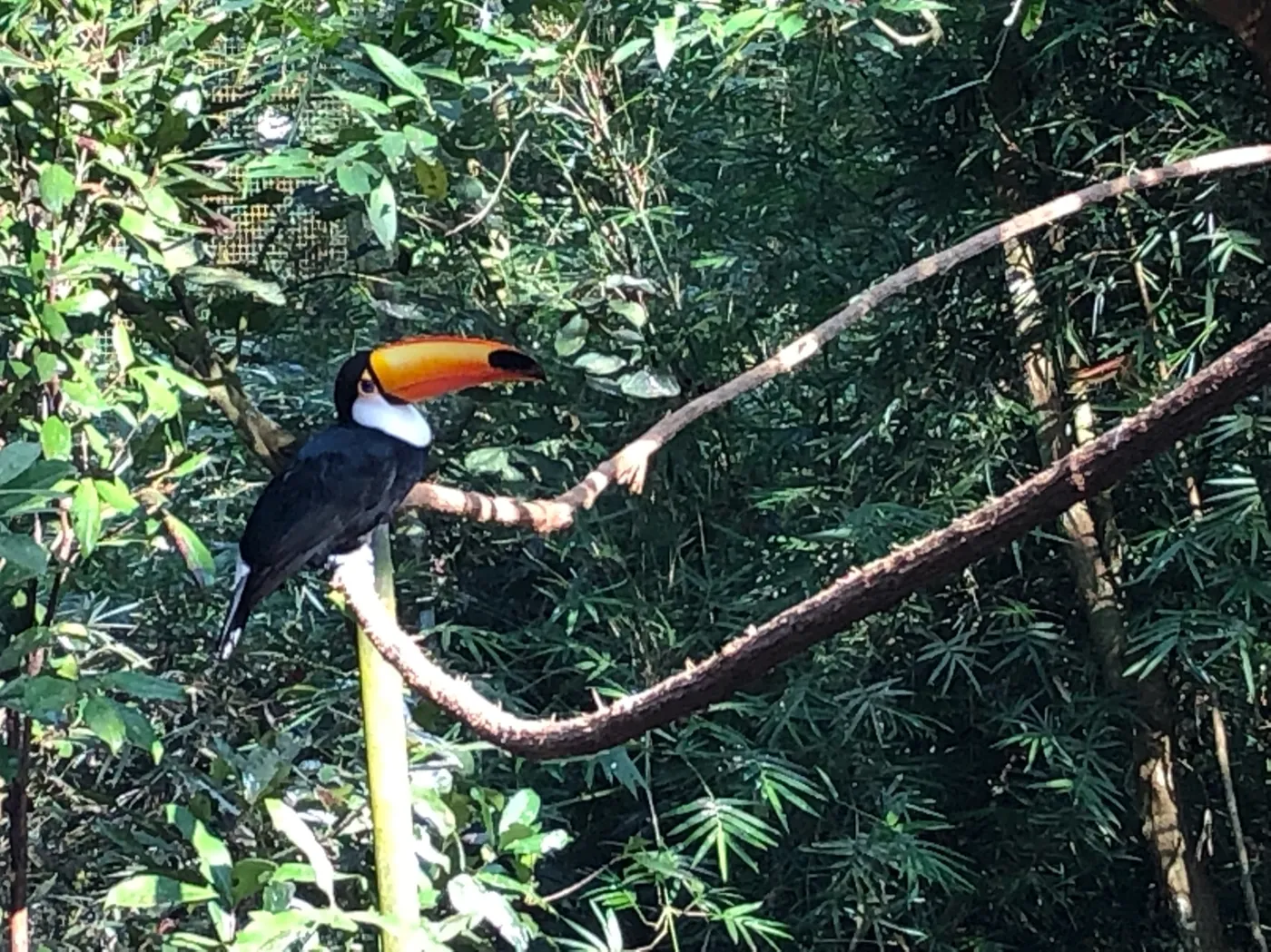 Tucán en el Parque das Aves