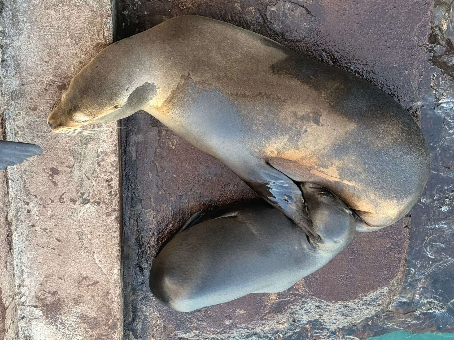 un lobo marino bebé amamantando, en Galápagos
